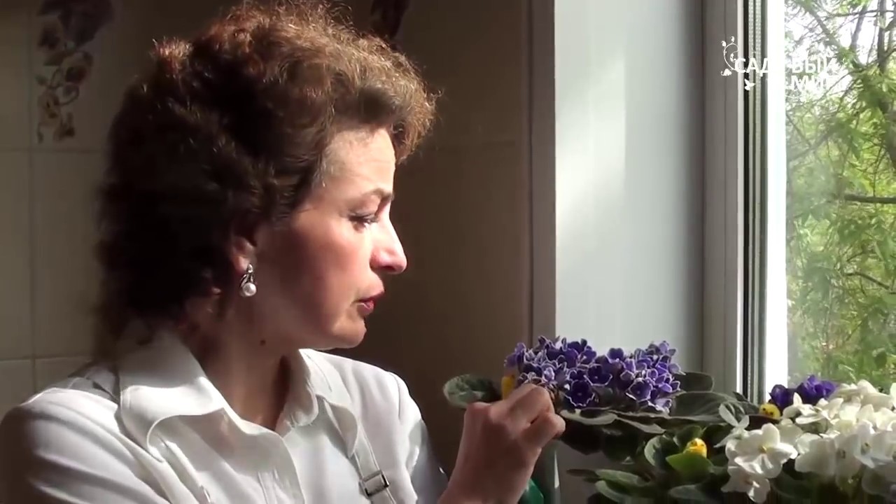 Фиалки. Цветы для любого подоконника. Сайт 