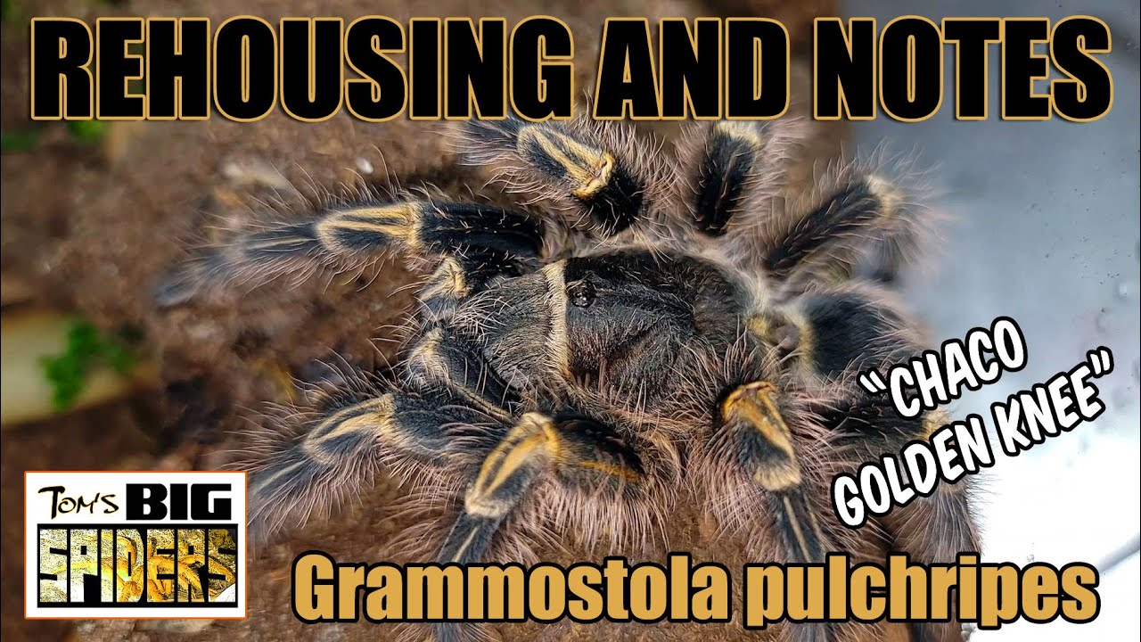Grammostola pulchripes 