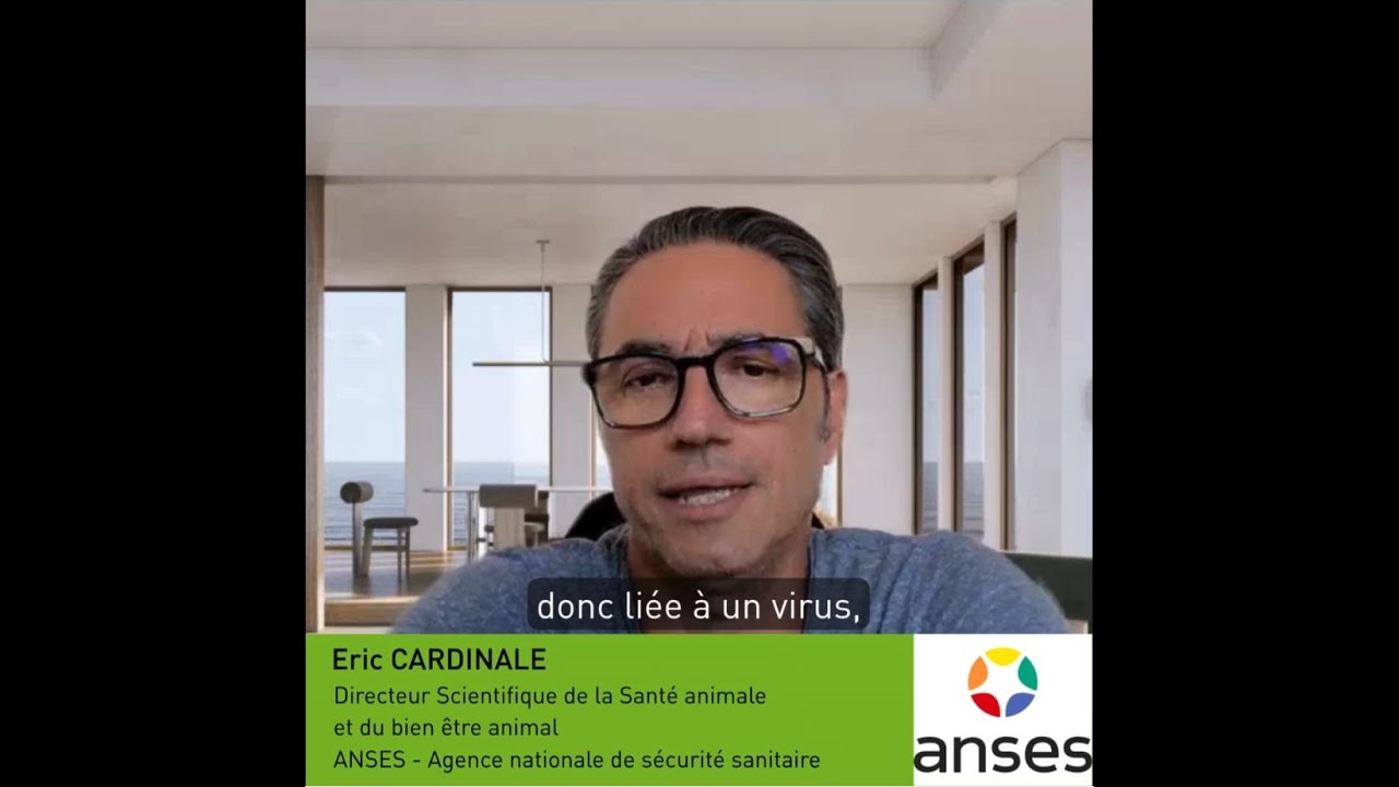 DNC bovine -  Interview E. CARDINALE Anses