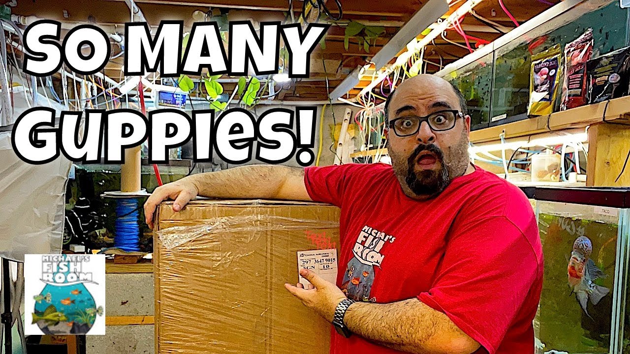 Live Guppy Fish Unboxing
