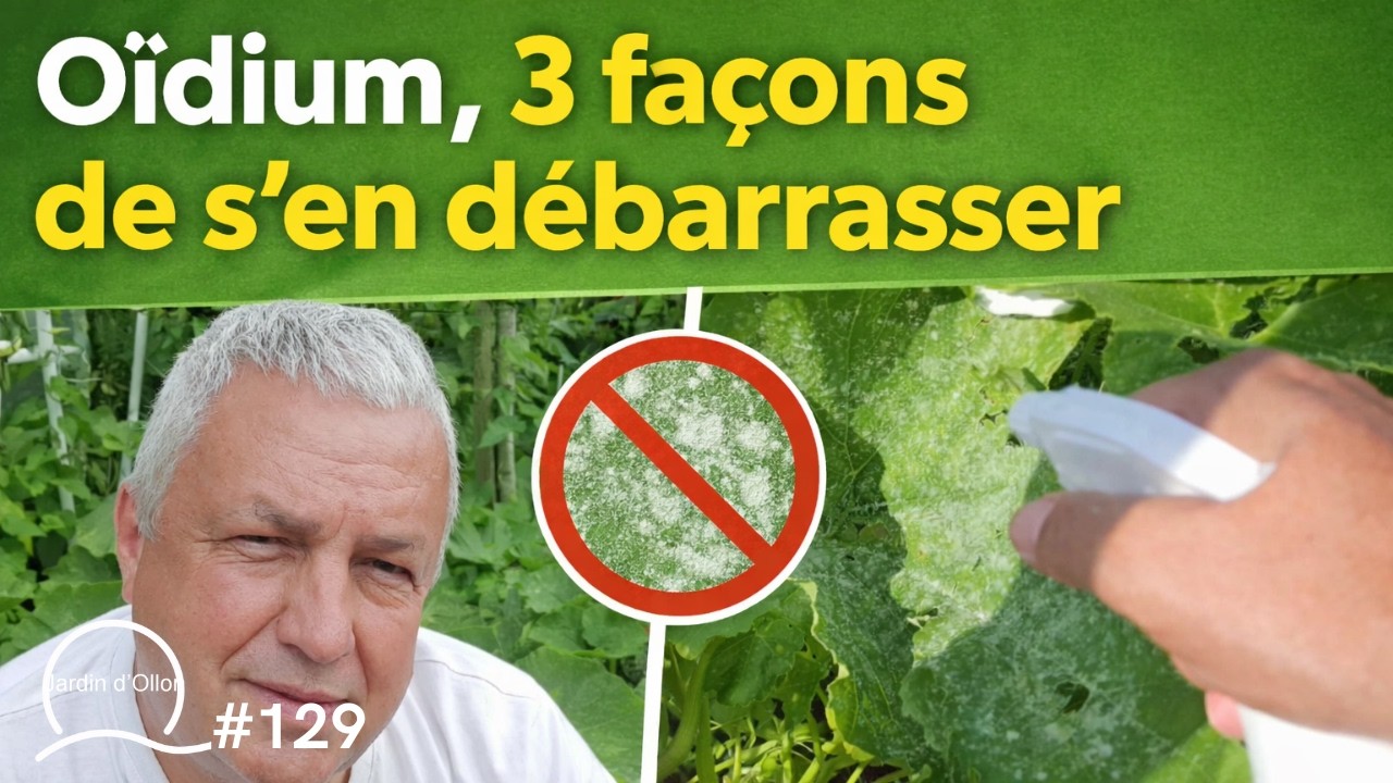 #129-L'OIDIUM, 3 façons de s'en débarrasser !