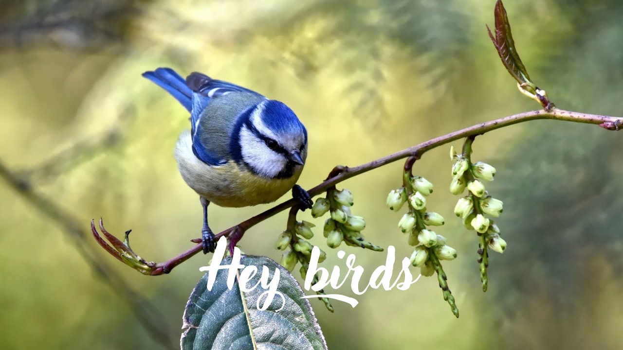 Hey birds