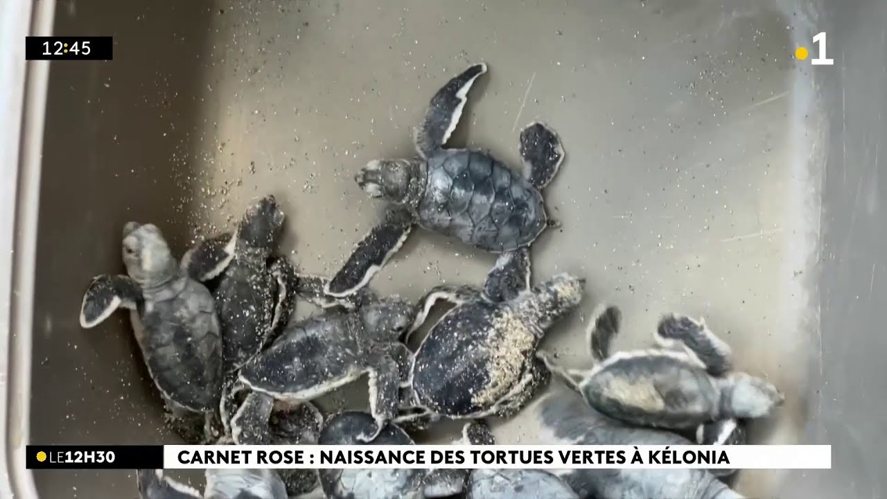 Carnet rose : une centaine de petites tortues sont nées à Kélonia