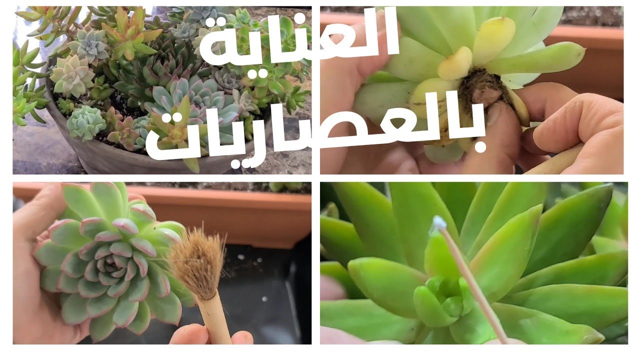 العناية بالعصاريات Succuelent care