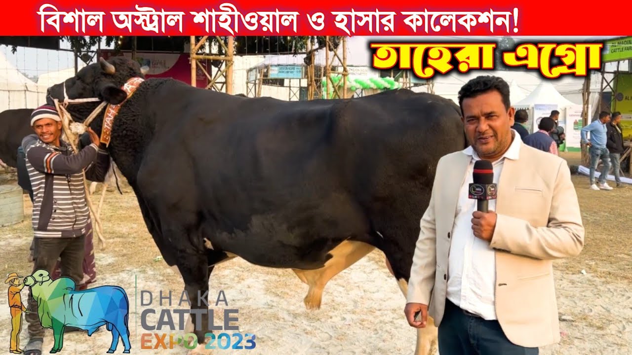 বিশাল সাইজের অস্ট্রাল ও শাহীওয়াল নিয়ে ফরিদপুর থেকে এসেছে তাহেরা এগ্রো! Dhaka cattle Expo 2023