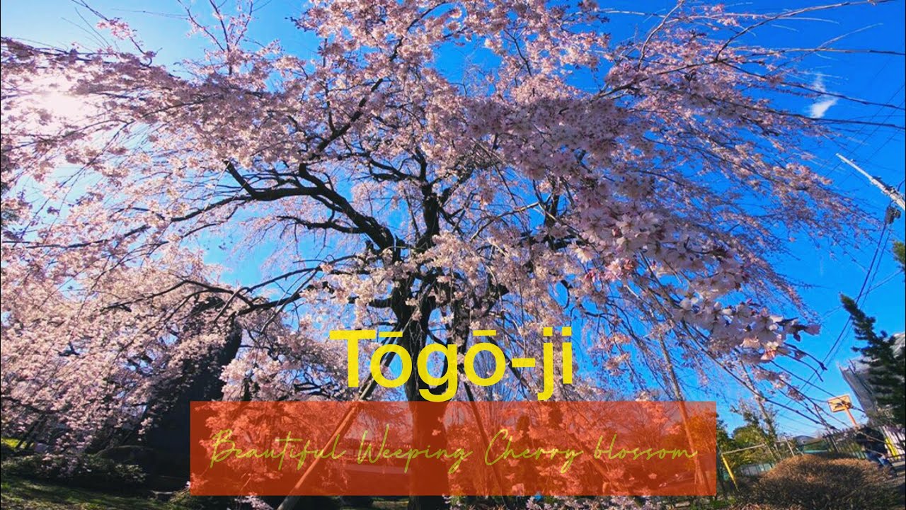 Weeping cherry blossom (Pendula Rosea), Tōgō-ji Shrine | #しだれ桜 | #東郷寺 | Sakura | 桜  | トーゴジ