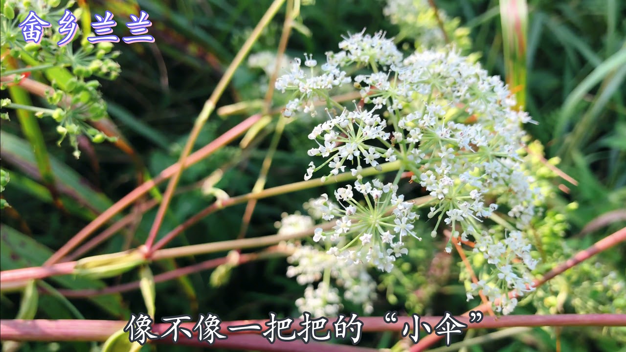 原来这就是药店卖的&ldquo;白芷&rdquo;，也是一种有名香料！野外见到认识吗