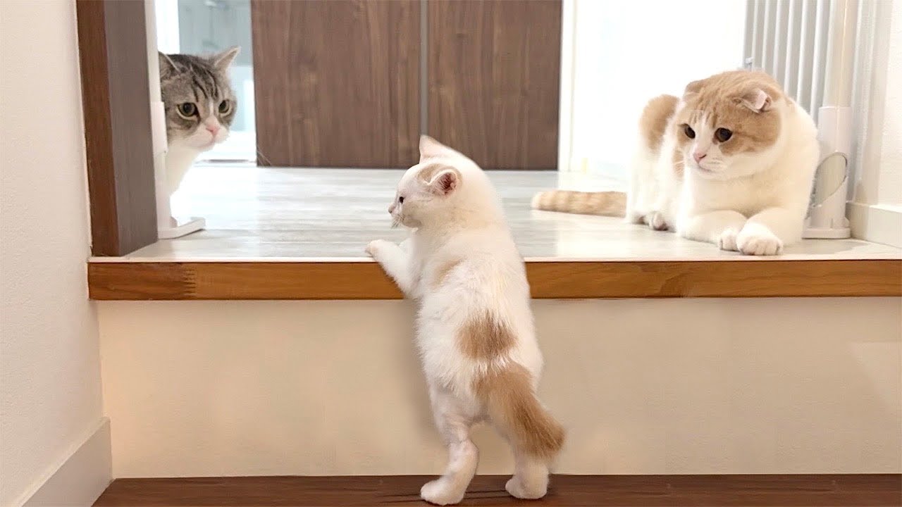初めての階段が怖くて先輩猫たちに助けを求めた子猫がこうなっちゃいました…