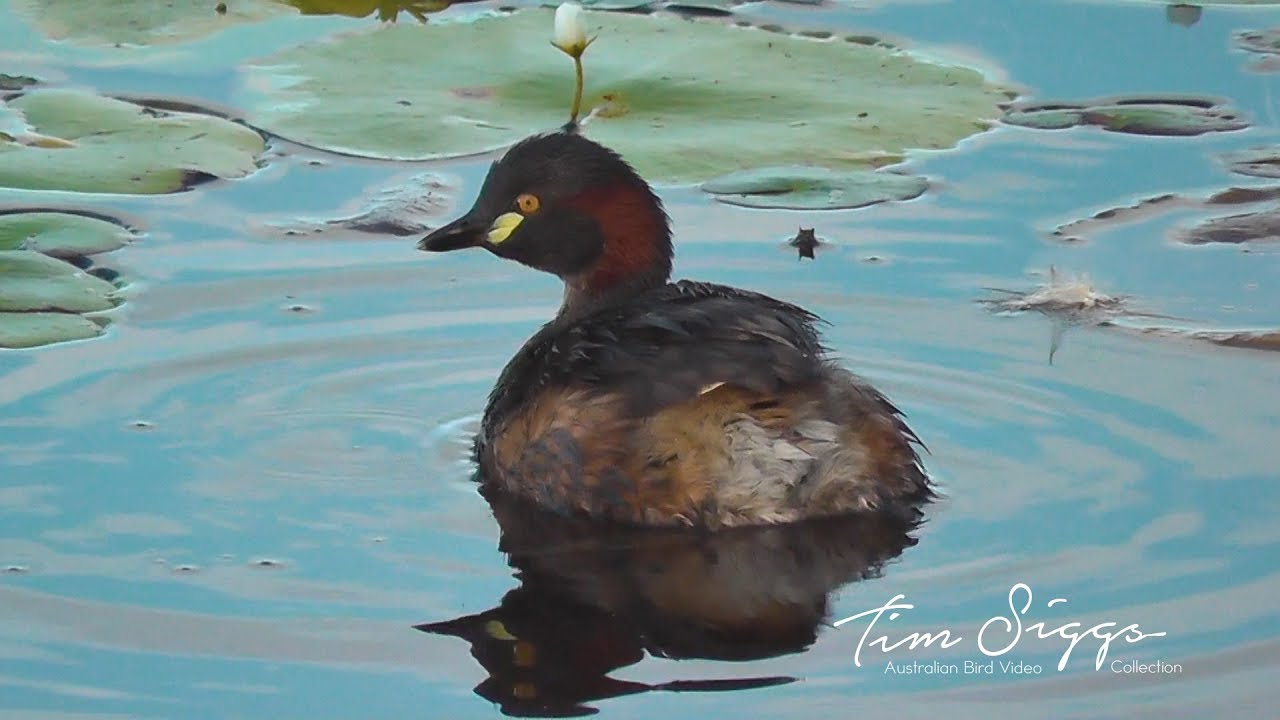 Australasian Grebe (Tachybaptus novaehollandiae ) HD Video clip 1/1 Tim Siggs ABVC