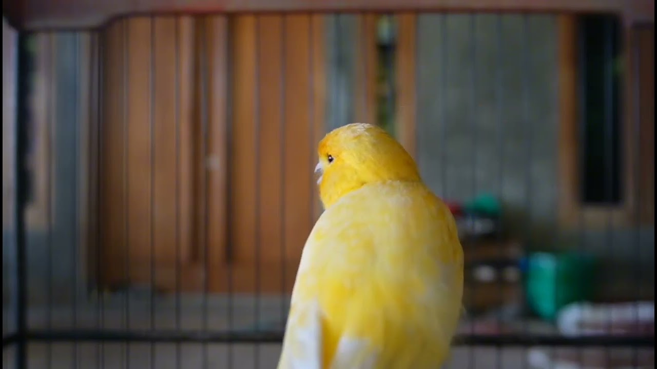 Beautiful Canary singing  ||  Relaxing bird sound for sleep & study