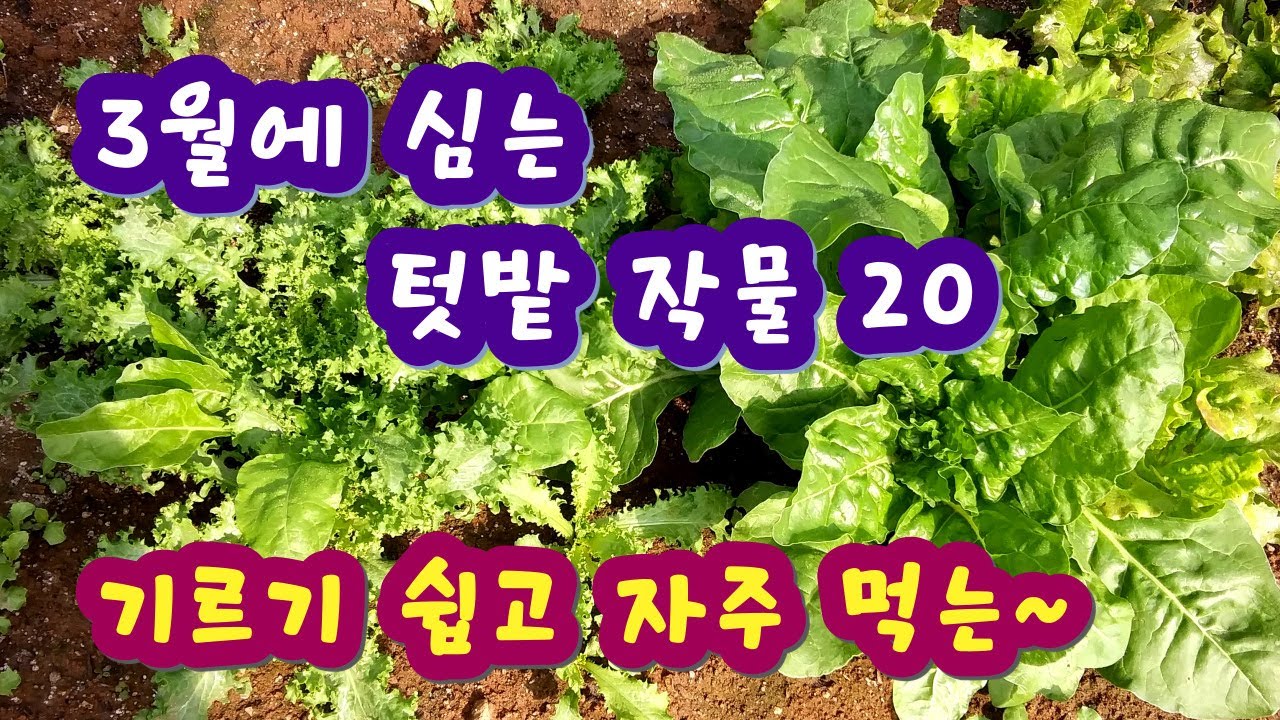 이른 봄에 3월에 심는 텃밭작물 20가지. 기르기 쉽고 자주 먹는 익숙한 작물재배로 텃밭 농사 재미있게 해봐요. 서늘한 기온에 잘 자라는 텃밭 작물들.