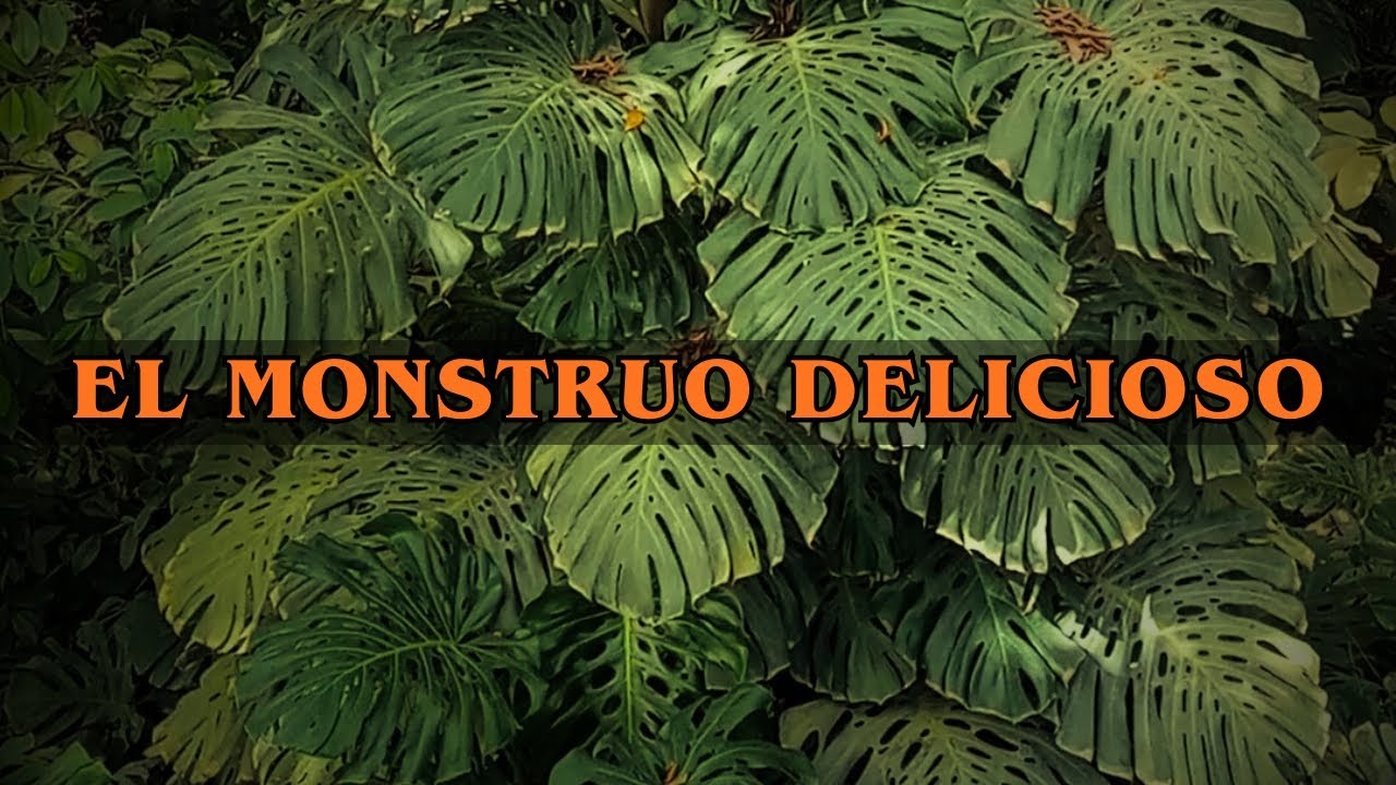 EL MONSTRUO DELICIOSO (Monstera deliciosa) | La Vida Debe Continuar