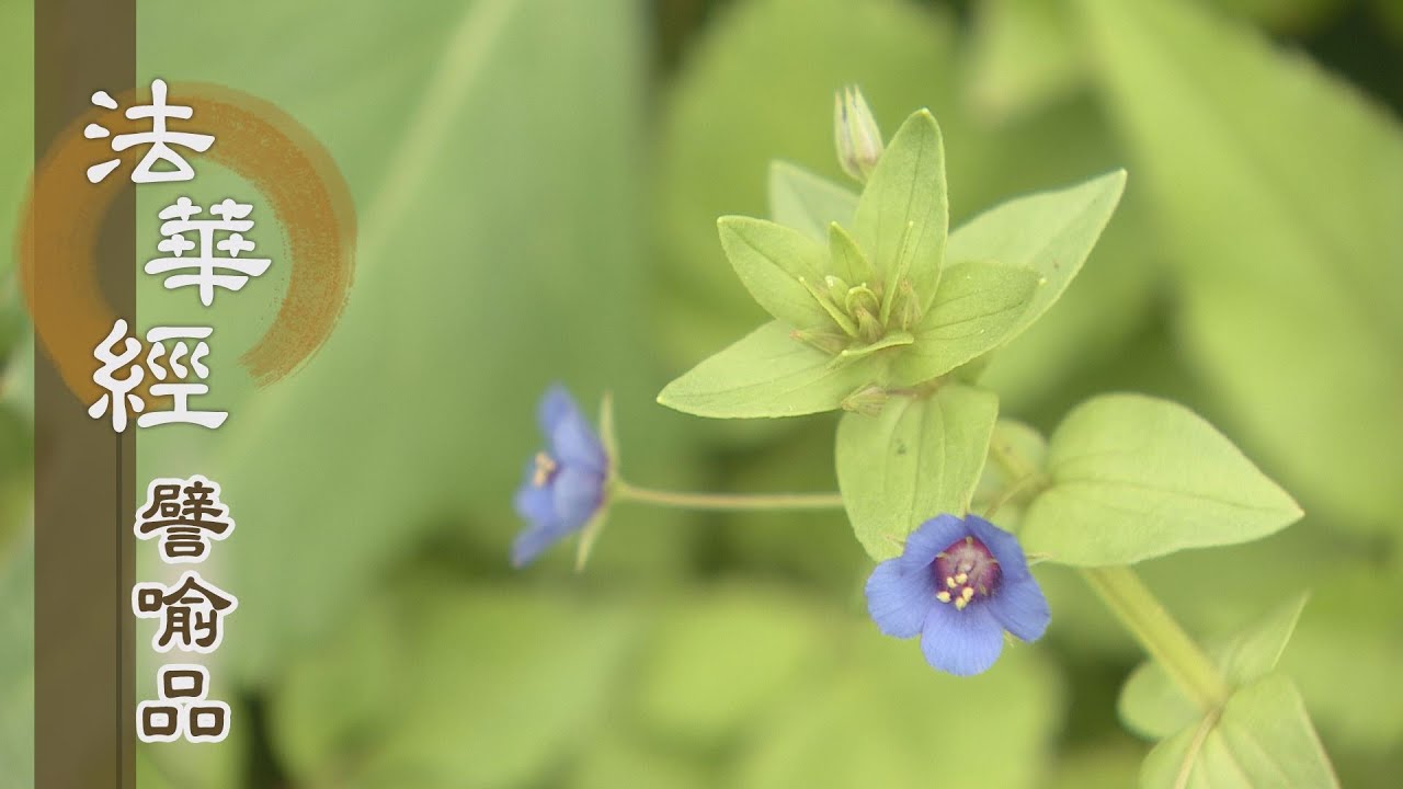 【靜思妙蓮華】法華經譬喻品 - 貪迷癡闇 耽著為樂 - 20201210 第589集