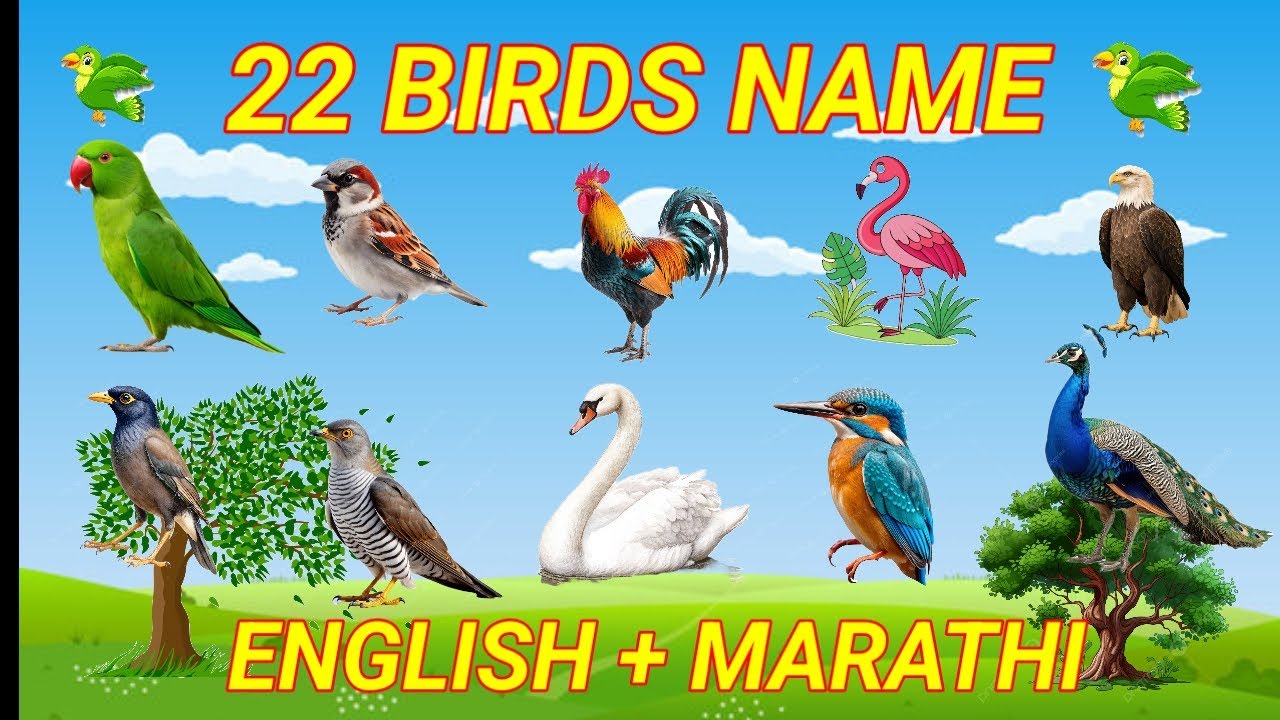 Birds Names With English And Marathi|Birds Names For Kids|Birds Learning Video|