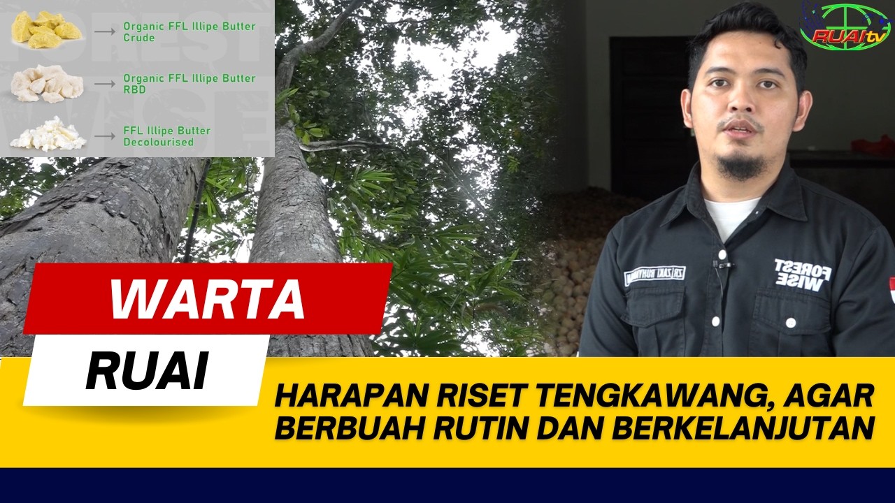 HARAPAN RISET TENGKAWANG, AGAR BERBUAH RUTIN DAN BERKELANJUTAN