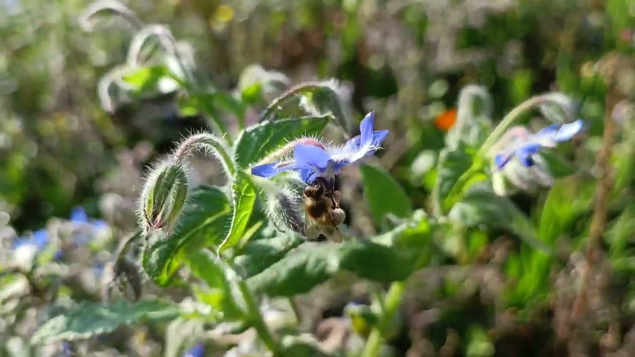 Kräuterwiese im Naturgarten am 19.10.2022 / Wildbienenpflege im Herbst