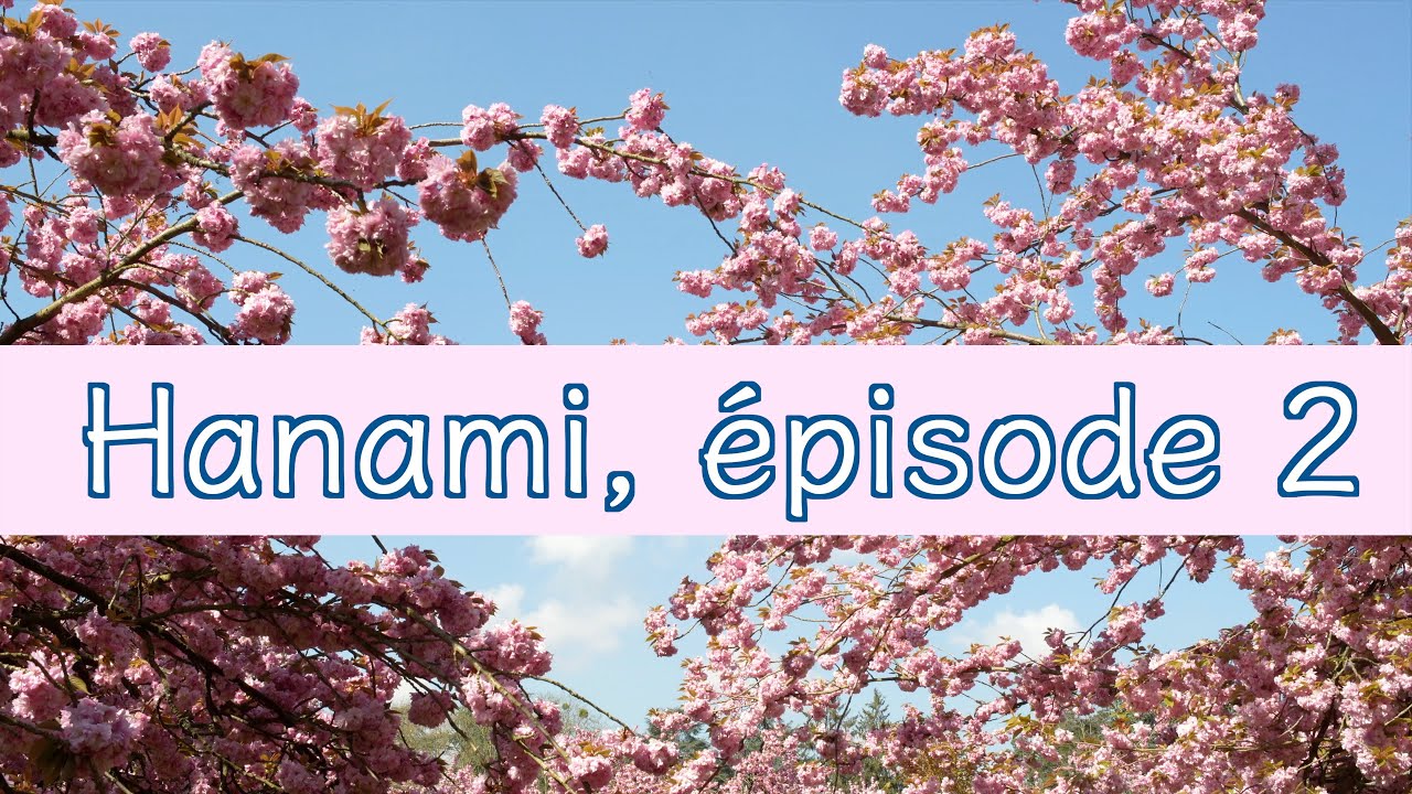 Un matin Hanami au parc de Sceaux, Sakura en France