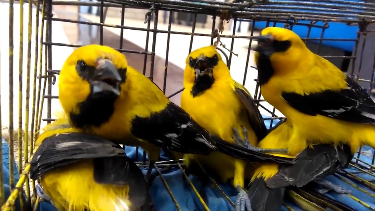DETENIDO POR CAZAR HERMOSOS TURPIALES