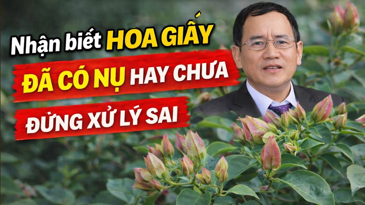 Dấu Hiệu Nhận Biết Cây Hoa Giấy Ra Hoa Đúng Tết