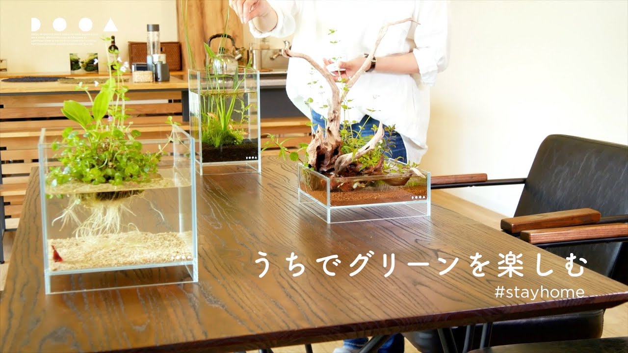 [ADAview] Enjoy greenery at home うちでグリーンを楽しむ #stayhome