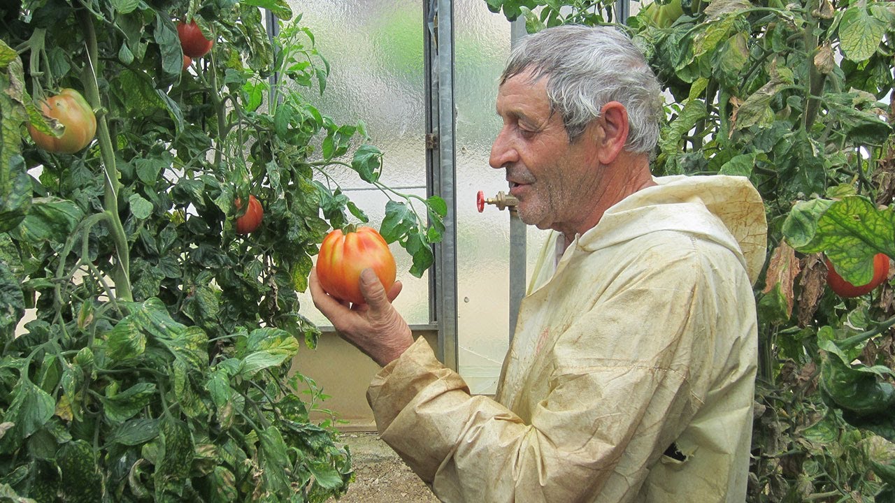 TipicoSì Pomodoro Cuore di Bue #pomodoro #albenga #coltivazione