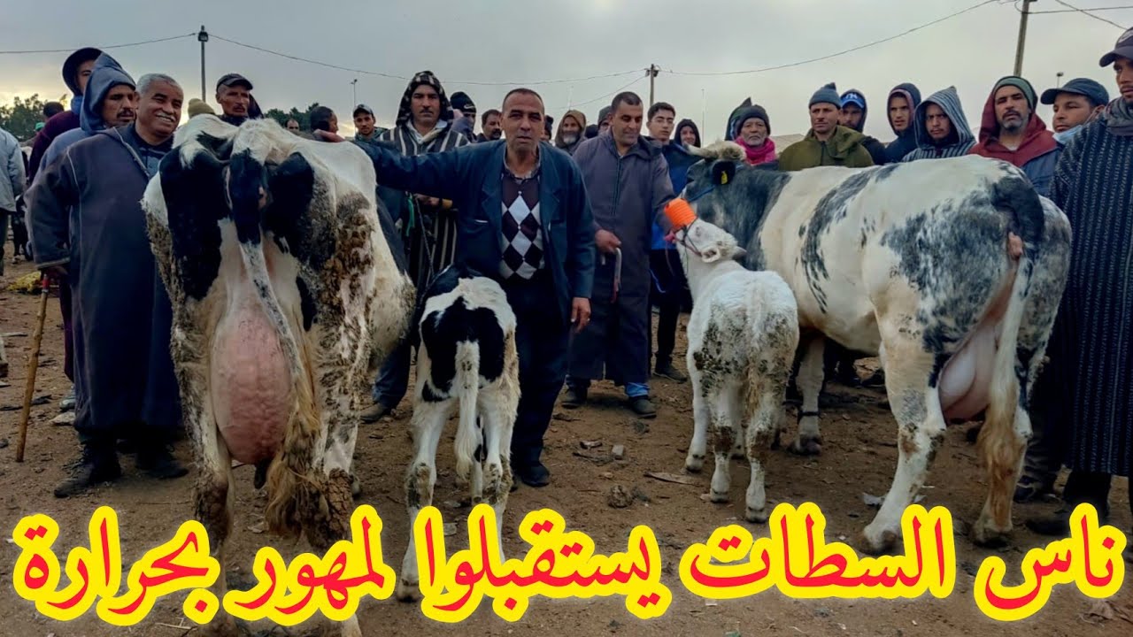 البقرة الوالدة والضارة في سوق السبت سطات أو گاري گاري يستقبلوا يوسف لمهور بحرارة🇲🇦 مع الأثمنة وأرقام