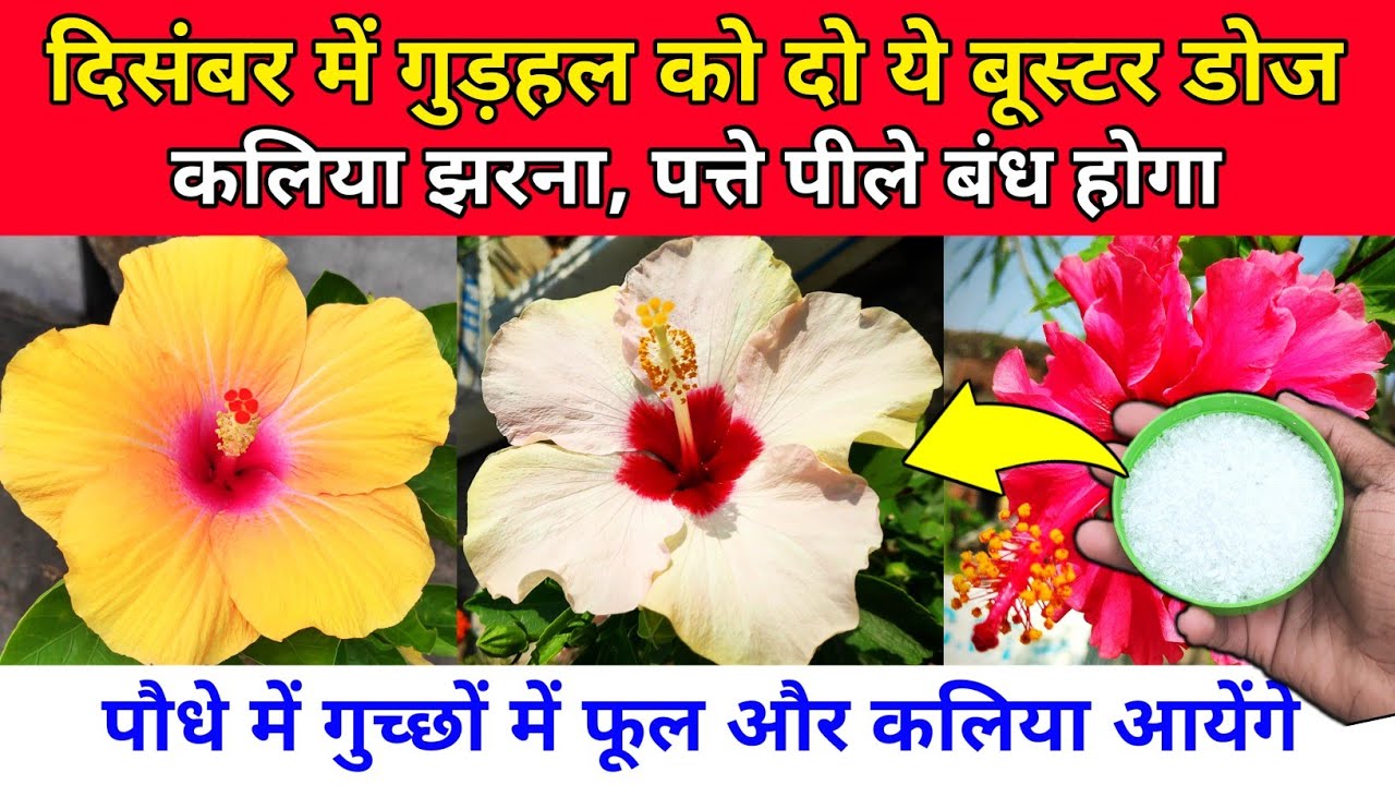 December month care of hibiscus/organic fertilizer for hibiscus/hibiscus plant care in winter