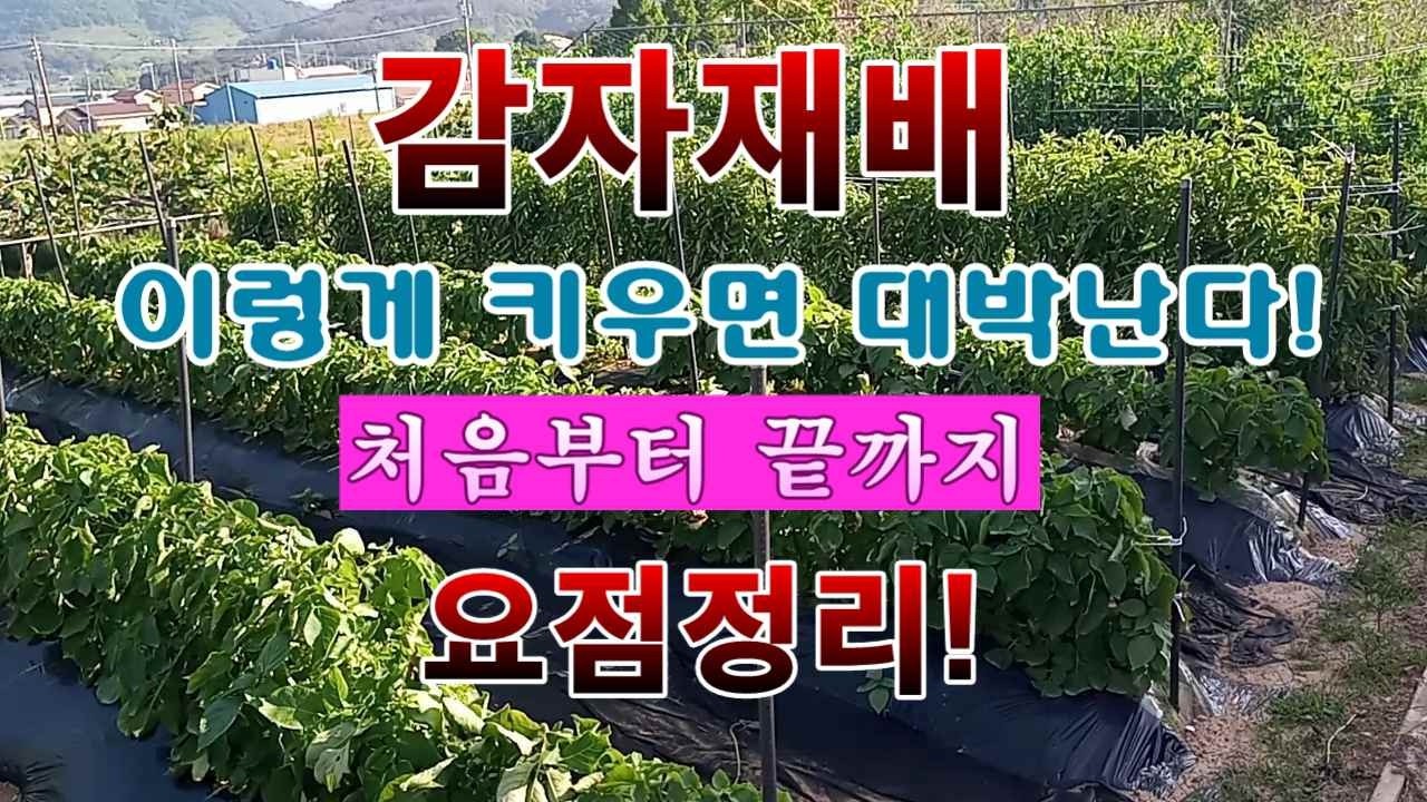 [텃밭농부 2,154]  감자재배. 이렇게 키우면 대박난다. 처음부터 끝까지 요점정리! #감자재배
