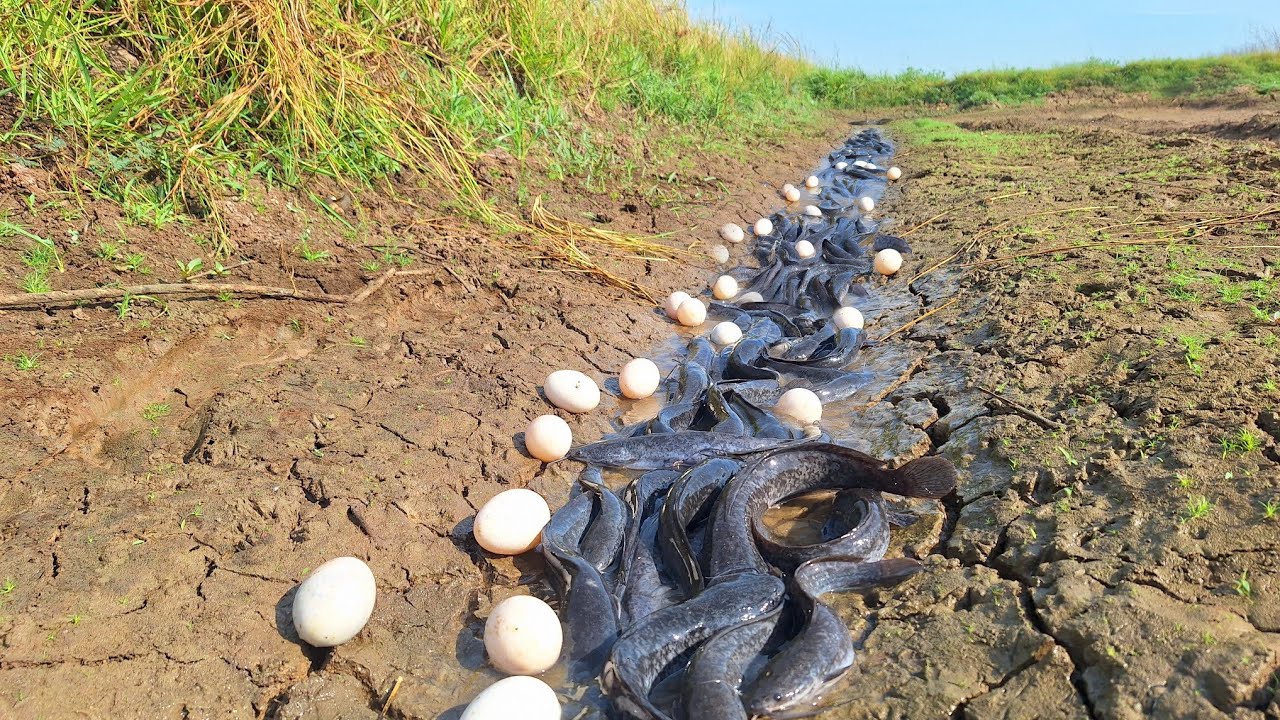 wow wow amazing fishing!  Catch fish in the meadow and collect lots of eggs.