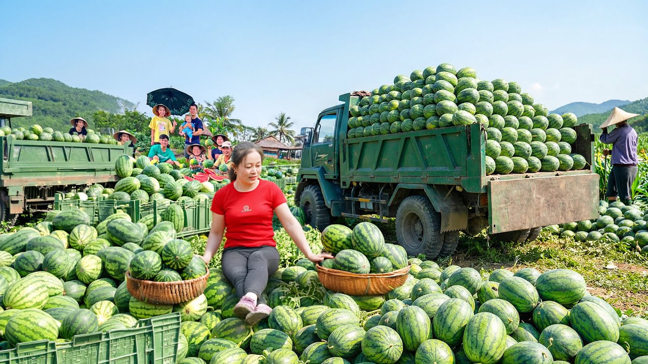 TIMELAPSE -- Village Life in the Mountains | How Farmers Harvest Watermelons, Go to Maket Sell