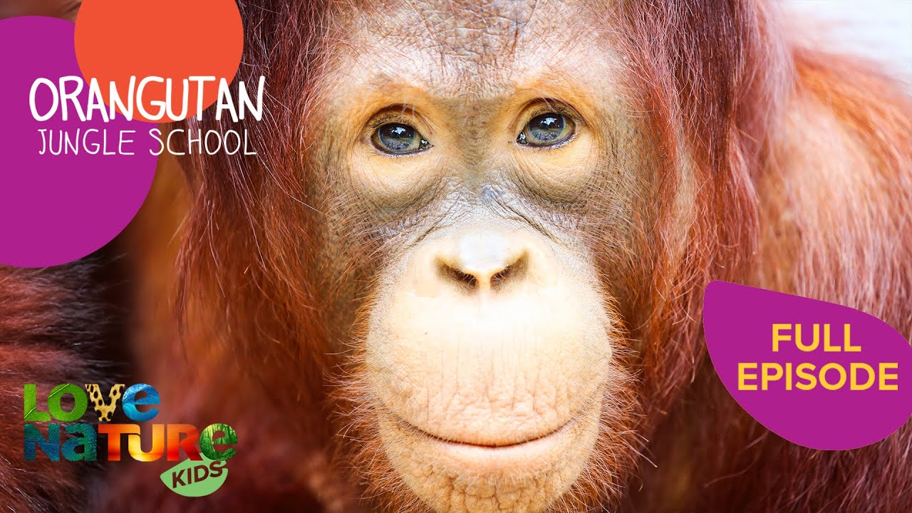 Big Boy Beni's Graduation Woes | Orangutan Jungle School 302+303