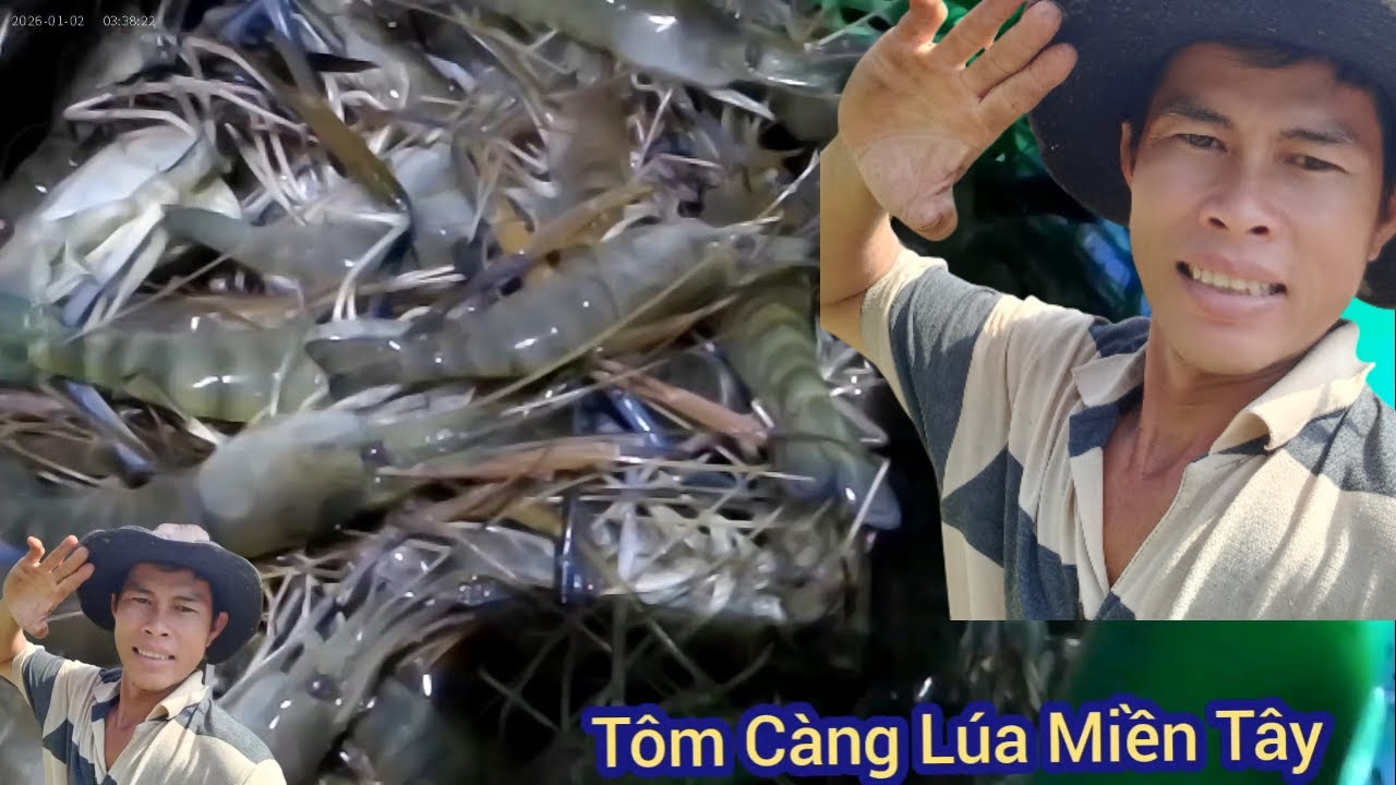 Chia Sẻ Bắt Tôm Cang-Nuôi Sen Lúa Tôm Chúng Quá  Luôn Năm 2026