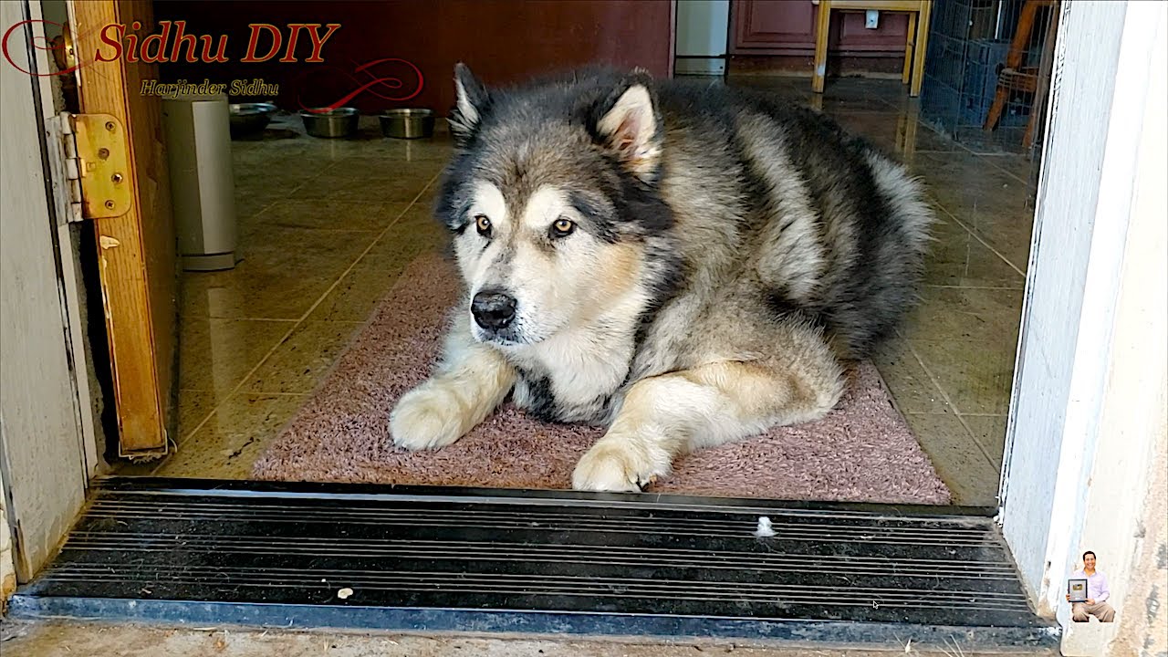 Malamute Enjoying Crunchy Treat