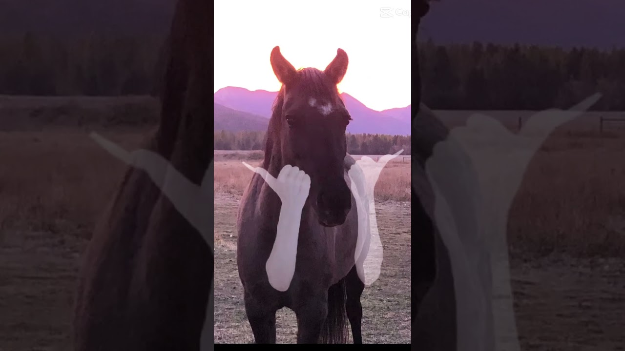 Luna #horse