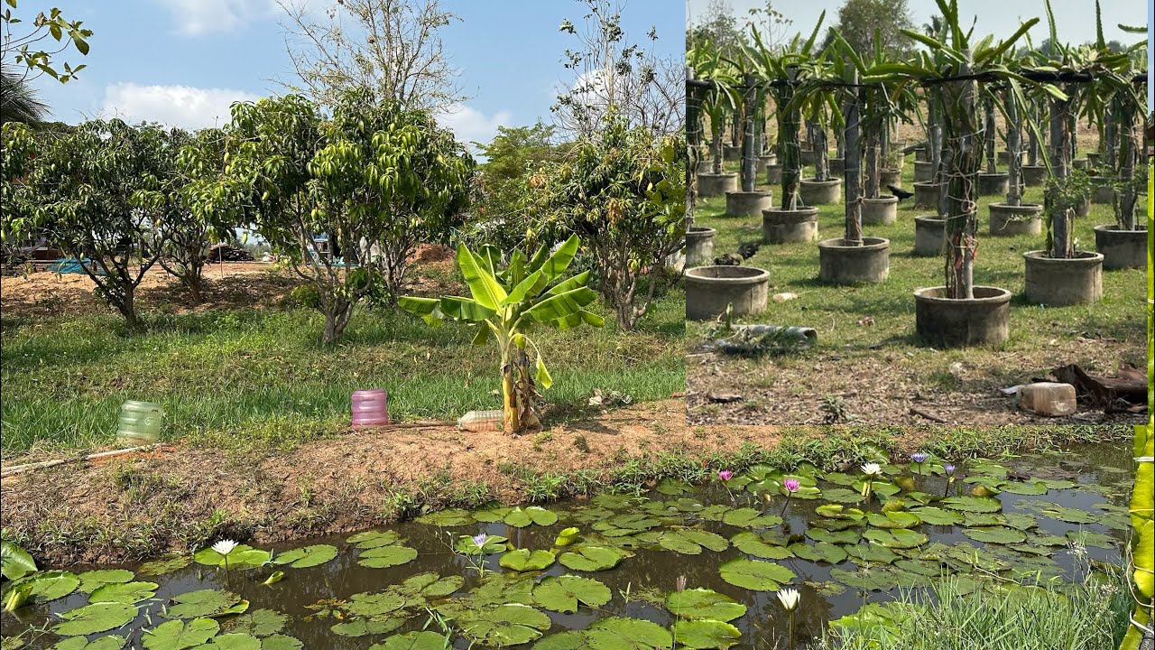 ชมสวนเกษตรผสมผสานครัวบ้านสวน   จัดพื้นที่ได้ลงตัวมาก!!