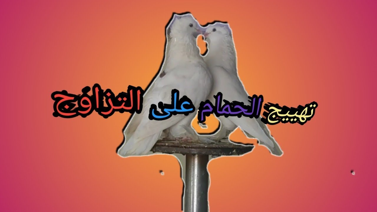 تهييج الحمام على التزاوج 🥰🥰