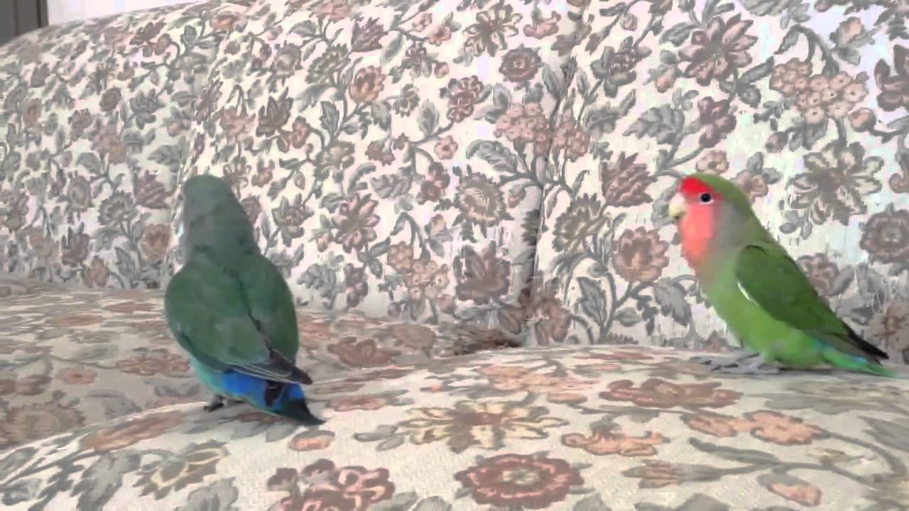 ボタンインコ小桜インコ縄張り