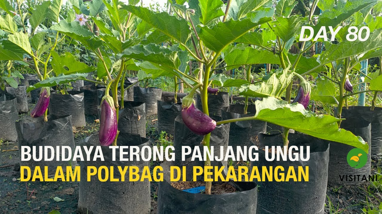 Cara Menanam Terong Panjang Ungu Dari Semai Hingga Panen