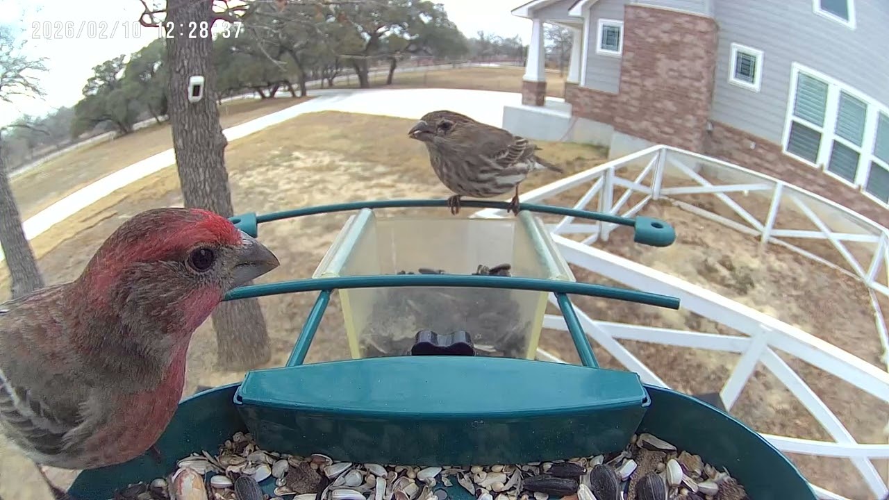 House Finches At The Feeder