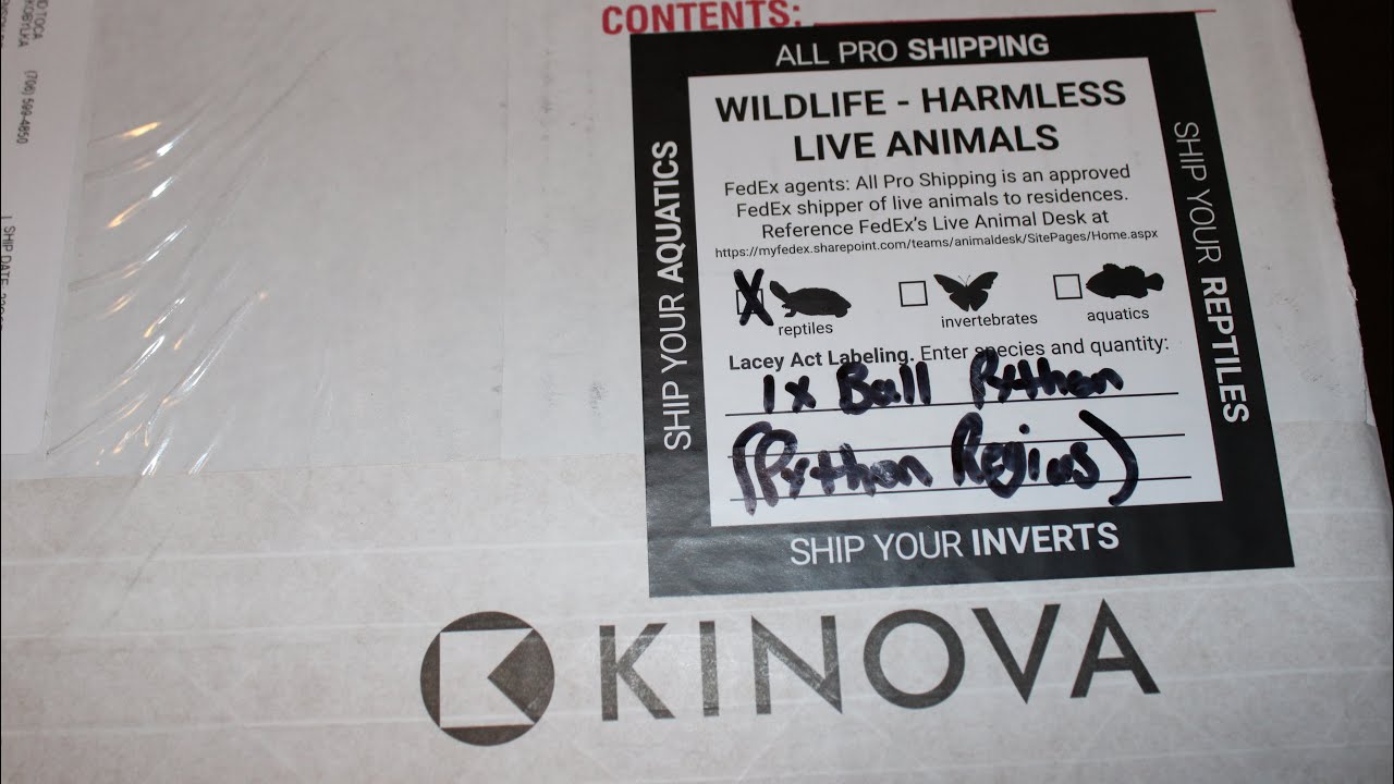 Unboxing from Kinova! #ballpython #snake #reptiles