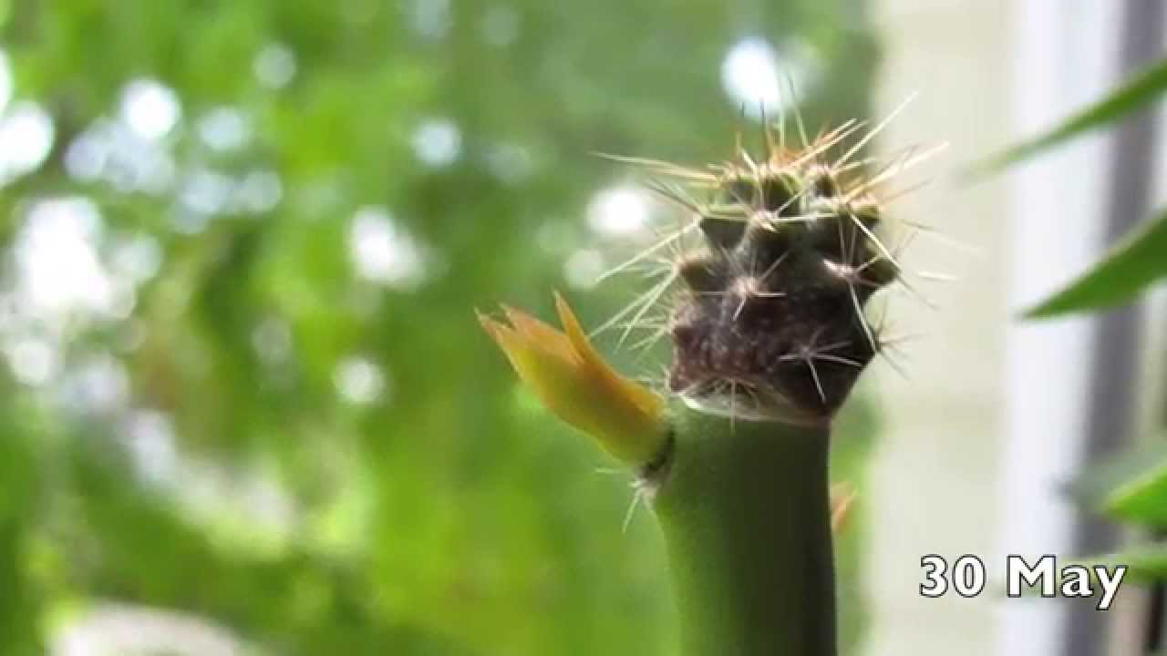 Grafting San Pedro cacti on a Pereskiopsis