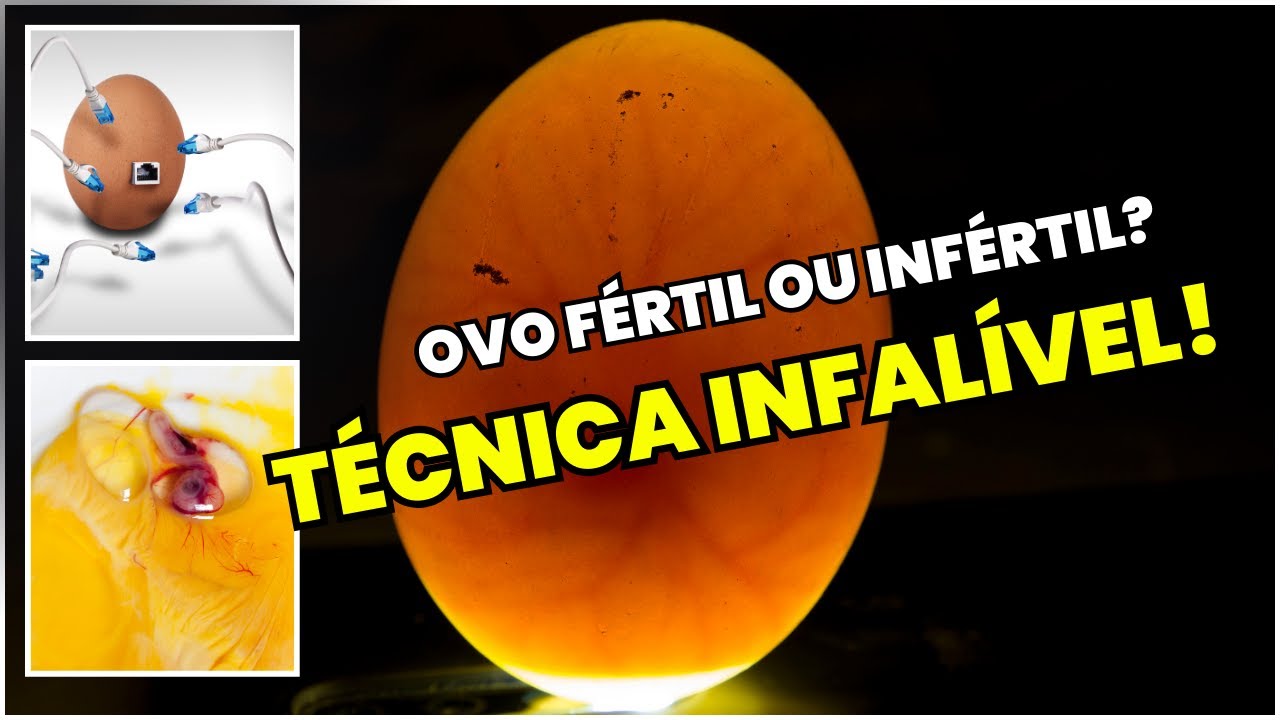 Como saber se o Ovo é Fértil: Técnicas que todo CRIADOR precisa!