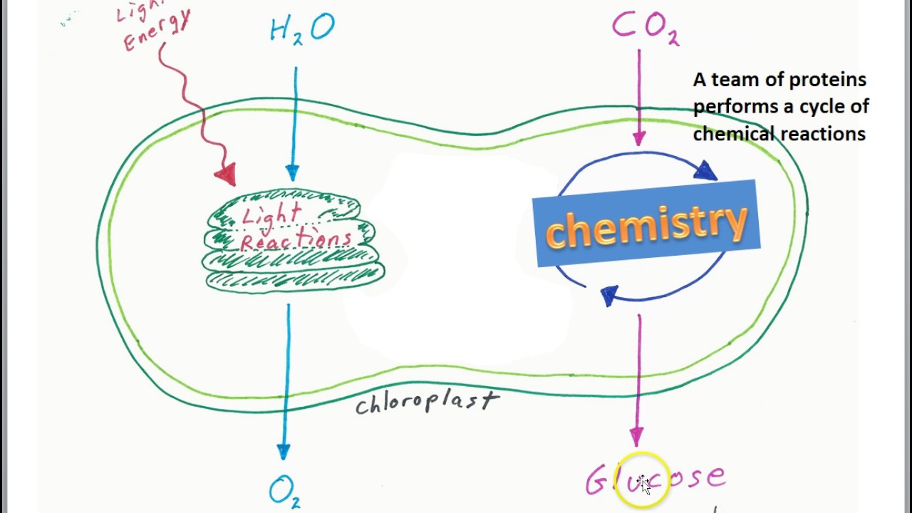 Photosynthesis in Euglena