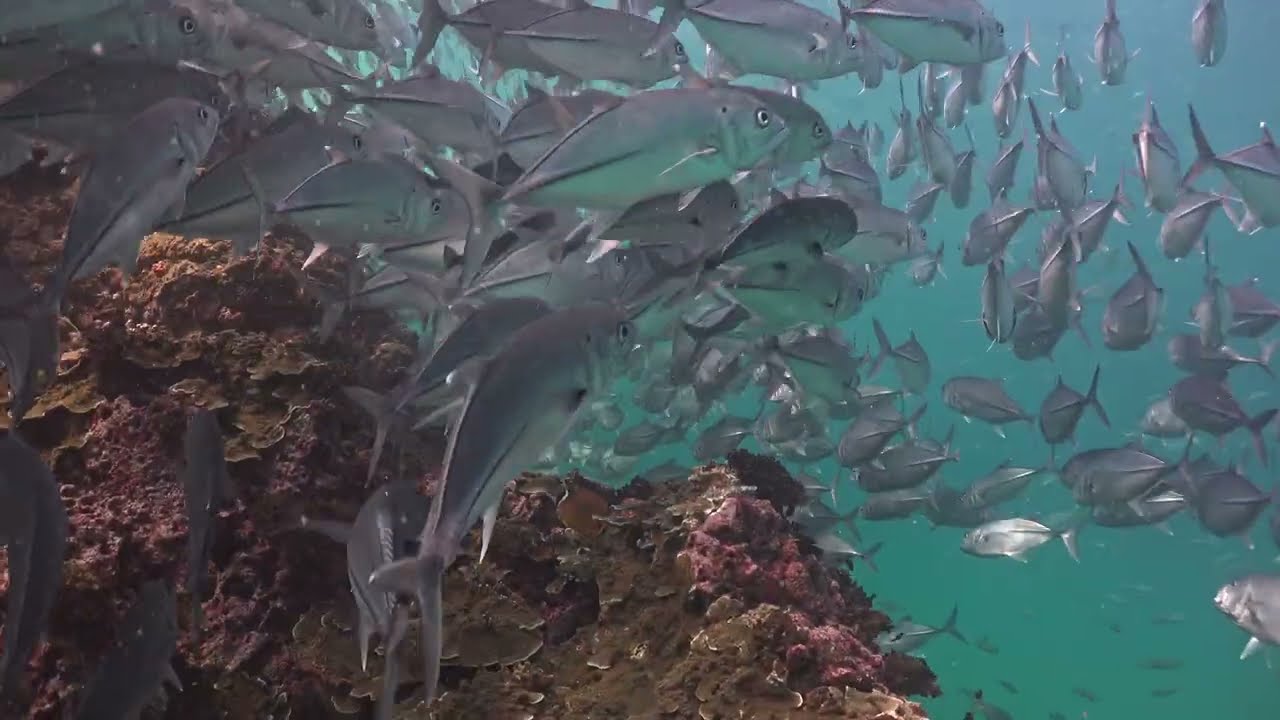 Underwater World of Sail Rock Gulf of Thailand : Episode 22 December 2025 #sailrock #oceanreality