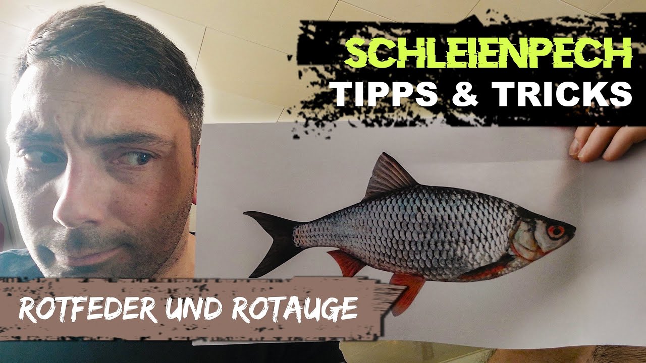 T&T: ROTFEDER UND ROTAUGE / Ein Einblick in die Montagen, zu den Fischen und meine Erfahrungen