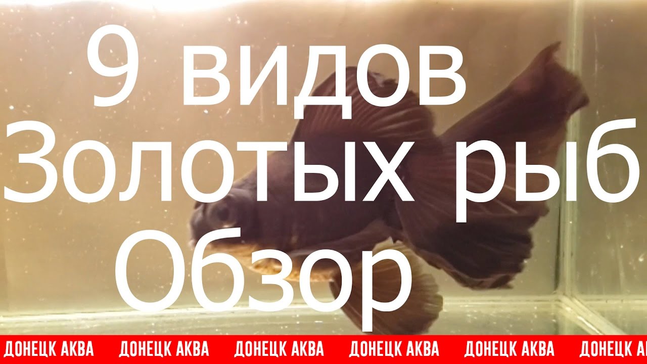 Золотая рыбка, How To Care For A Goldfish, goldfish and their characteristics, шок так просто ...