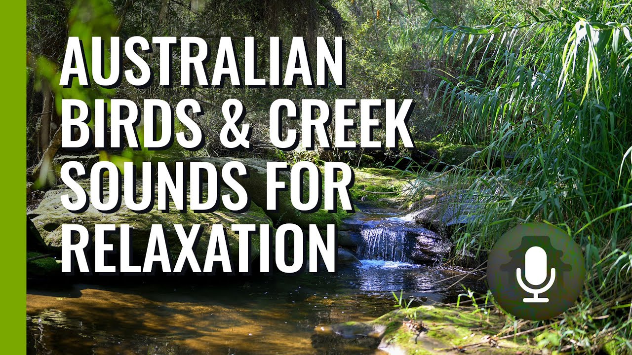 🦘 Australian Bush Sounds Birdsong and Creek Instant Sleep 3 Hours