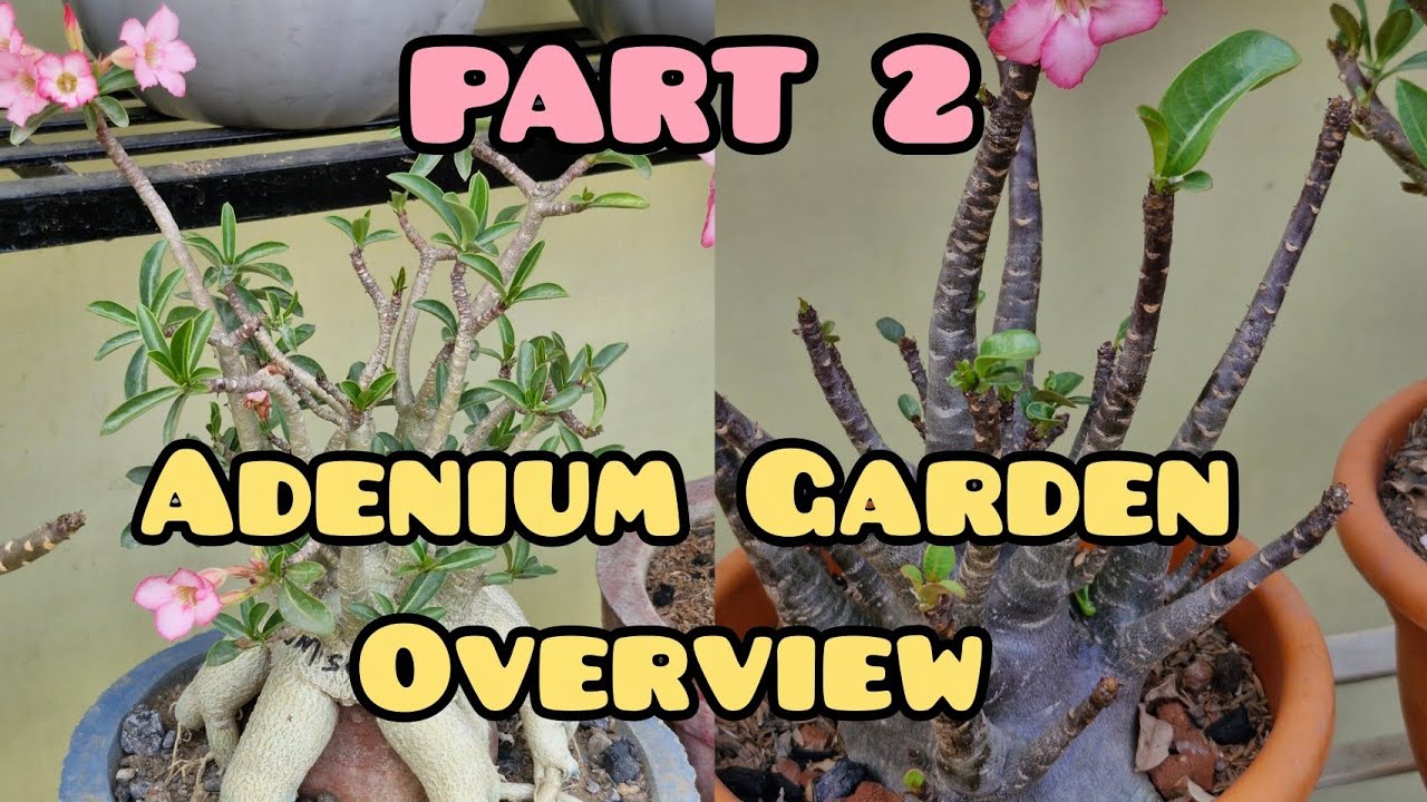 Sunday Adenium Garden Overview Second Part AREBICUM SECTION SPECIAL VIDEO 🥰