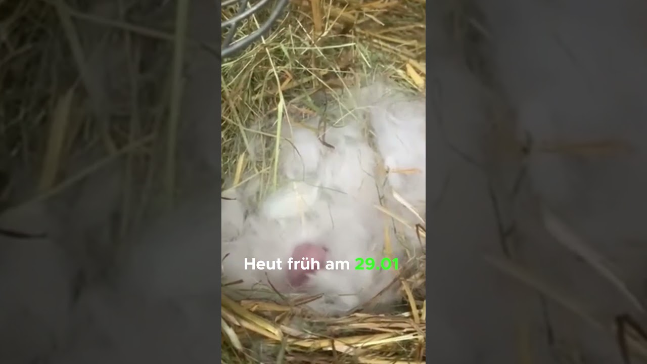 So wie es aussieht sind es 🤔 Kaninchenbabys 