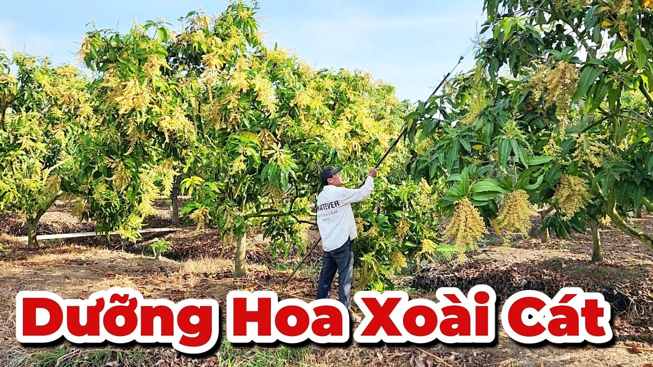 Xoài Cát mùa có dể làm...?|Gốc Cù Lao| #0986289491 #gocculao 